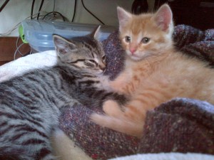 © Patrick J. Gray 2014