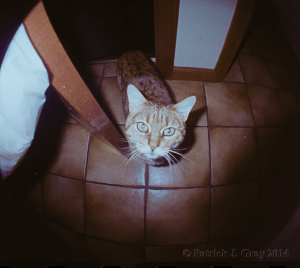 © Patrick J. Gray 2014